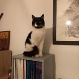 Picture of cat lost at Pau