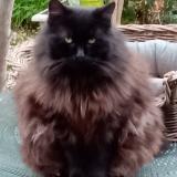 Picture of cat lost at Hyeres