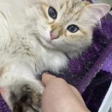 Picture of cat lost at Schaerbeek