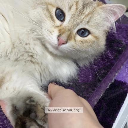 Photo 1/1 Nougat Chat lost in Schaerbeek