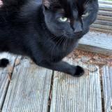 Picture of cat lost at Erde