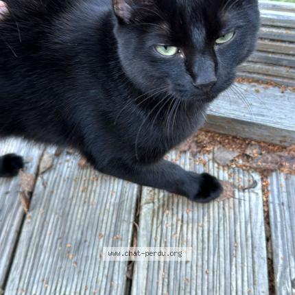 Photo 1/1 Mushu Chat lost in Erde