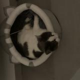 Picture of cat lost at Rombas