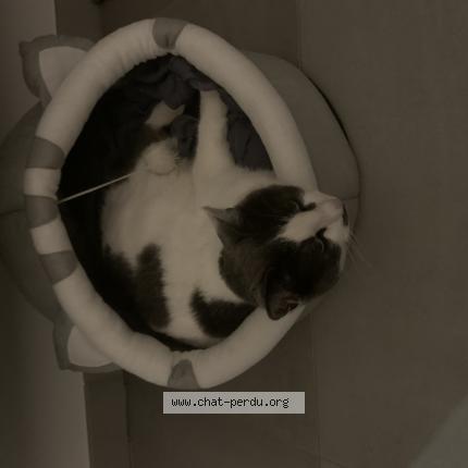 Photo 1/1 Grisette Chat lost in Rombas