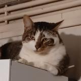 Picture of cat lost at Sainte Florine