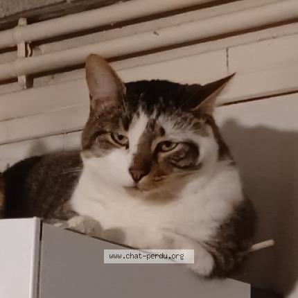 Photo 1/1 Suchi Chat lost in Sainte florine