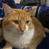 Picture of cat lost at La Tour De Salvagny