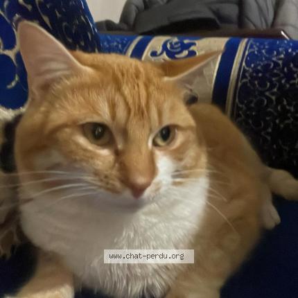 Photo 1/1 Yuna Chat lost in La tour de salvagny