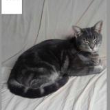 Picture of cat lost at Cuesmes
