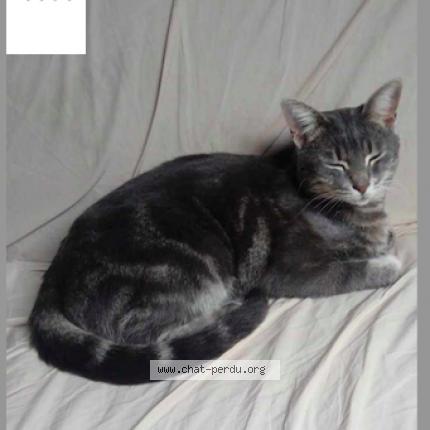 Photo 1/1 rosco Chat lost in Cuesmes