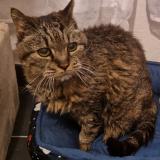 Picture of cat lost at St Gely Du Fesc