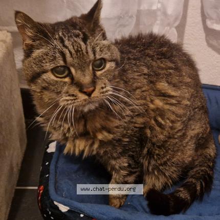 Photo 1/1 MIAOUSS Chat lost in St gely du fesc