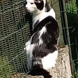 Picture of cat lost at Thiant