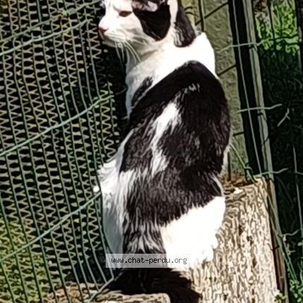 Photo 1/2 TAZ Chat lost in Thiant