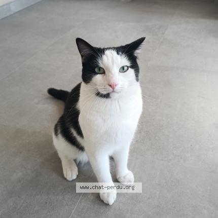 Photo 2/2 TAZ Chat lost in Thiant