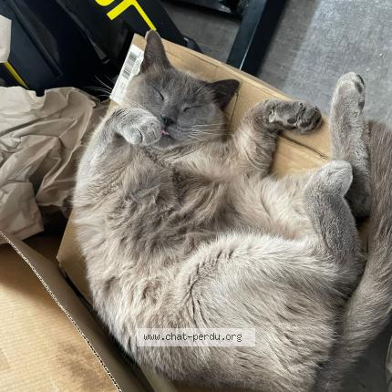 Photo 1/1 Chaussette Chat lost in Montauban