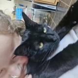 Picture of cat lost at Messein