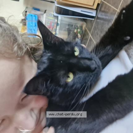 Photo 1/1 Lilith Chat lost in Messein