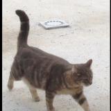 Picture of cat lost at Caveirac