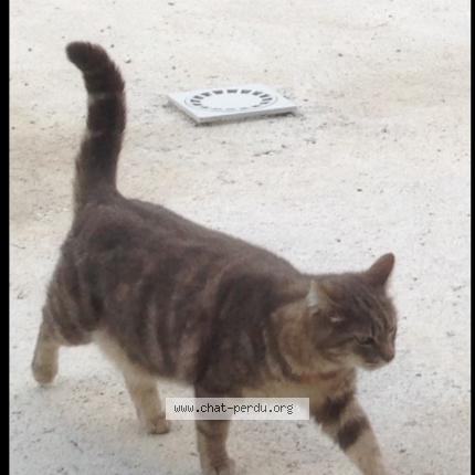 Photo 1/1 Kangoo Chat lost in Caveirac