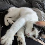 Picture of cat lost at Avelin