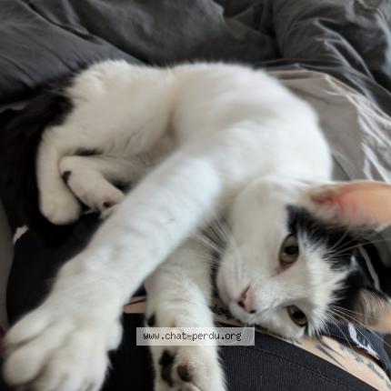 Photo 1/1 LAURINE MERLIER Chat lost in Avelin