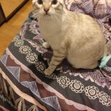 Picture of cat lost at Saint Redegonde