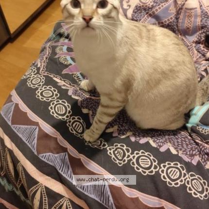 Photo 1/1 Zizou Chat lost in Saint redegonde