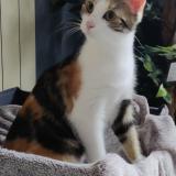 Picture of cat lost at Bruay Sur L Escaut