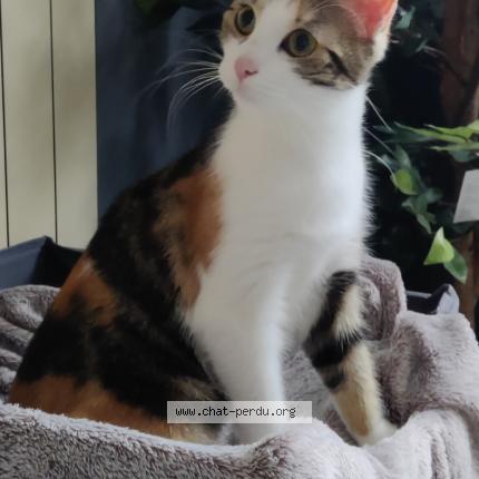 Photo 1/1 Biscotte Chat lost in Bruay sur l escaut