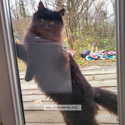 Photo 1/1 Baguerra Chat lost in Ancerville