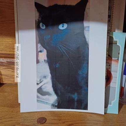 Photo 1/1 Mimie Chat lost in Caen