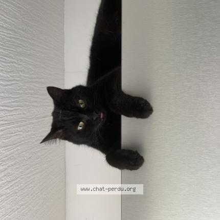 Photo 1/1 Mimine Chat lost in Tagnon