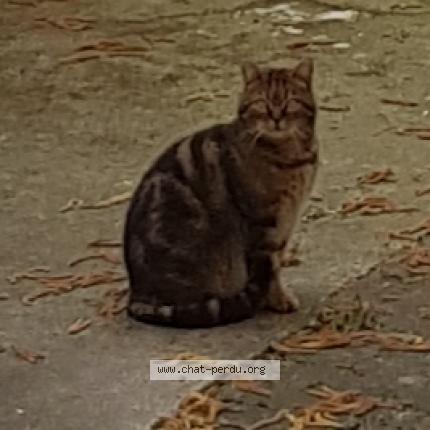 Photo 1/1 Found cat Found in Reims
