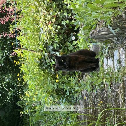 Photo 1/1 Coco Chat lost in Le ban saint martin