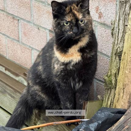 Foto 1/1 Kat teruggevonden Vermist in Naninne