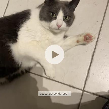 Photo 1/1 Léon Chat lost in Saint julien les villas