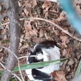 Picture of cat found at Espira De L Agly