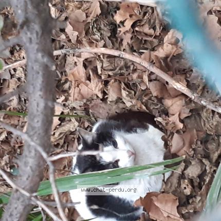 Photo 1/1 Found cat Found in Espira de l agly
