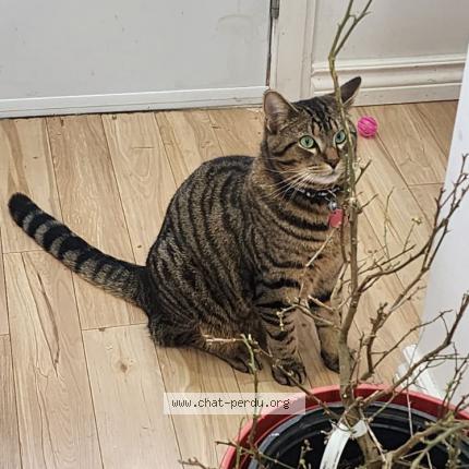 Photo 1/1 Kawaii Chat lost in Montreal nord