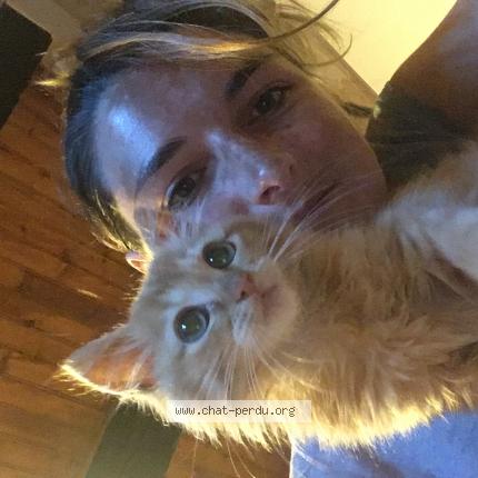 Photo 1/1 Milo Chat lost in Saint victor