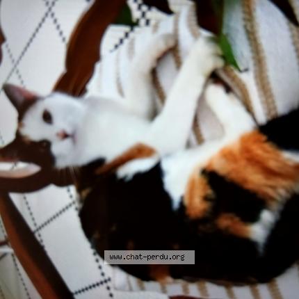 Photo 1/1 Corentine Chat lost in La roche sur yon