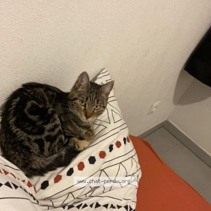 Photo 1/1 Mila Chat lost in Montpellier