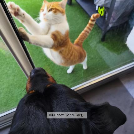 Photo 1/1 Found cat Found in Chateau renault