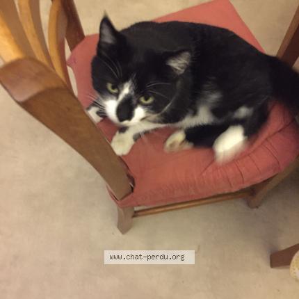 Photo 1/1 Bianca Chat lost in Grussenheim