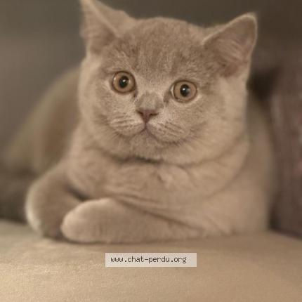 Photo 1/1 Vick Chat lost in Rouen