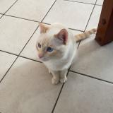 Picture of cat lost at Villiers Sur Orge