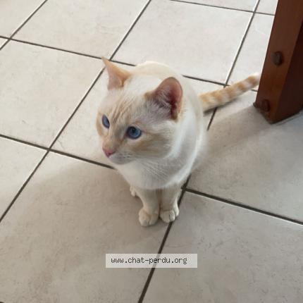 Photo 1/1 Inda Chat lost in Villiers sur orge