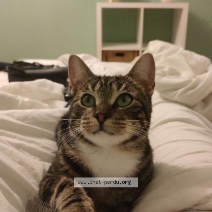 Photo 1/1 Yolo Chat lost in Pont de buis les quimerch