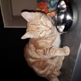 Picture of cat found at Montrabe